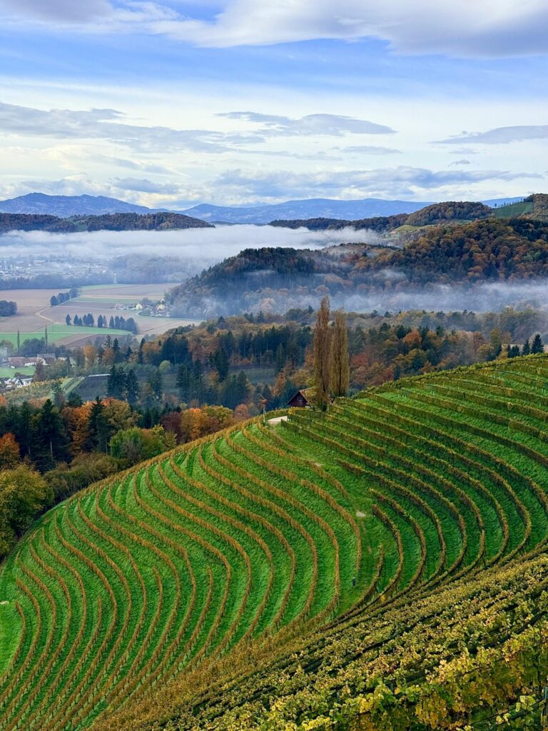 Weingärten in der Südsteiermark