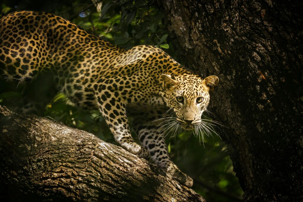 Sri Lanka Sehenswürdigkeiten sind Leoparden im Yala Nationalpark