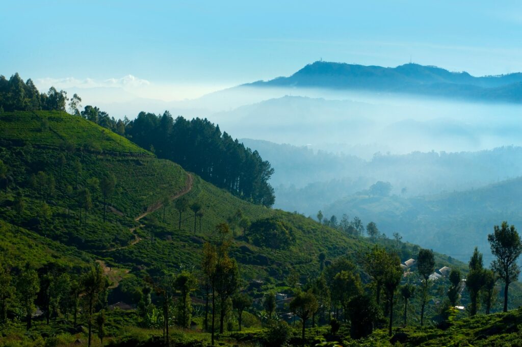 Teeplantagen in Nuwara Eliya Sri Lanka